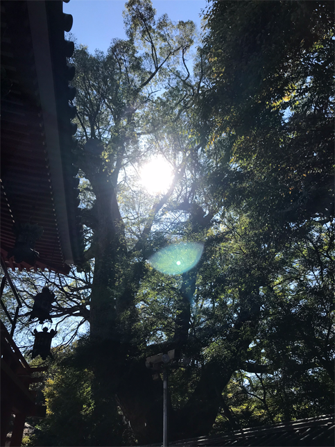 お朔日参り。| Acca's Website